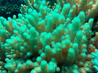 coral reef in sea