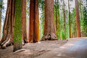 A picturesque forest with huge redwoods in the USA. Scenic landscape in Sequoia National Park
