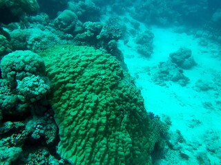 coral reef in sea