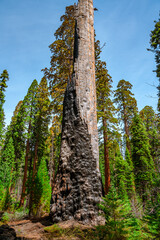 Fototapeta premium Black Burnt Tree Bark in Sequoia National Park