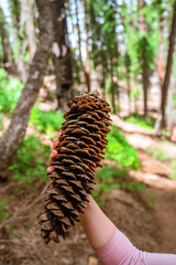 A woman's hand holds a huge bump in Sequoia National Park, USA