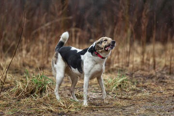 Young sheperd dog shaking off water at nature