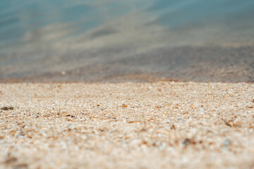 Fototapeta na wymiar Shells on the beach of the river. River shells background. River shells texture