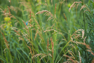 Blue butterfly in the green grass. Background