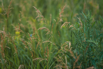 Obraz premium Blue butterfly in the green grass. Background