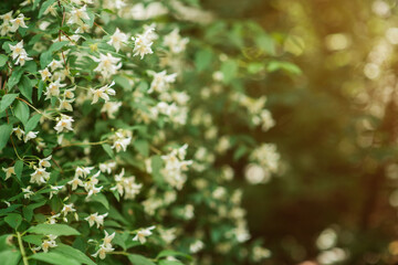 Summer background with white flowers on a green bush close-up. White, pale pink flowers with a tender, subtle aroma