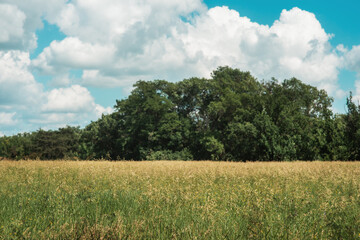 Obraz premium A large green field with a tree on the horizon against the background of a blue sky with large white clouds