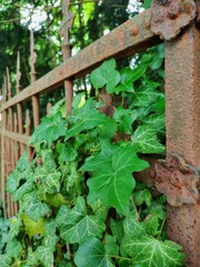 Ivy on an old fence