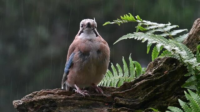 Eurasian jay / European jay (Garrulus glandarius / Corvus glandarius) perched on tree trunk in forest during downpour and showing back and front
