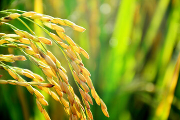 golden ears of rice, close up
