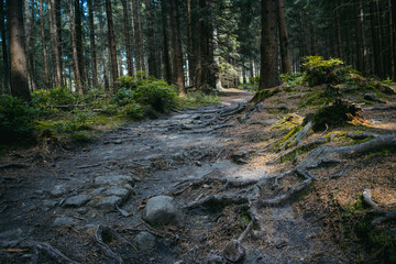 forest, national park, nature, nature, expedition, trees, darkness,