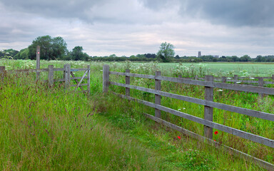 Fototapeta na wymiar Footpath through tall grasses with wild flowers in bloom and flanked by fields. Beverley, UK.