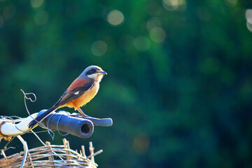 warbler on branch, small bird