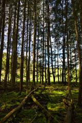 Fototapeta premium Sun beams in a mystical forest in southern Germany