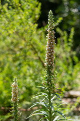 Vertical closeup of Digitalis ferruginea, the rusty foxglove. Shallow focus. © Stefan Wolbring/Wirestock