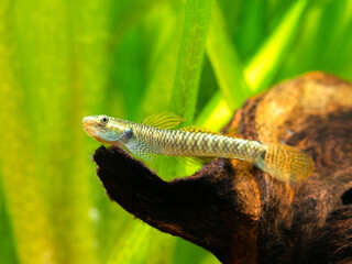 Rainbow Stiphodon Goby (Stiphodon ornatus) isolated in a fish tank with blurred background