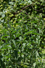 Close up of a nettle plant in the wild