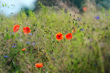 Stimmungsvolles Naturfoto mit Mohnblumen und Kornblumen und Gr&auml;sern bei Sonnenschein - Stockfoto