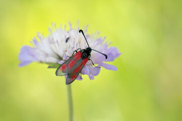 red-banded burnet zygaena sarpedon in close view on scabiosa
