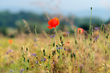 Stimmungsvolles Naturfoto mit Mohnblume in Kornfeld bei Sonnenschein - Stockfoto
