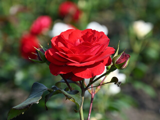 red rose
