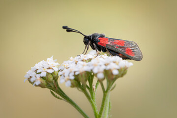 red-banded burnet zygaena sarpedon in close view on scabiosa