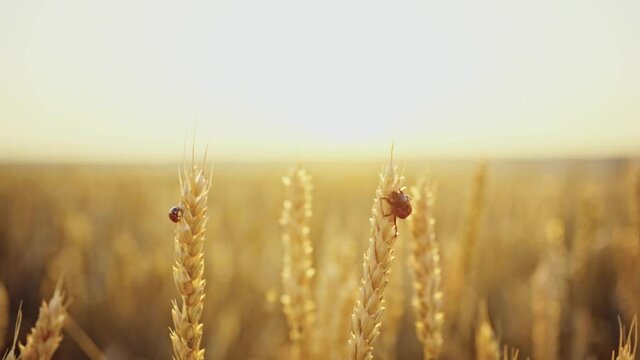 the bread beetle destroys the wheat crop. Bread beetle and ladybug on spikelets of wheat. Wheat field. Ears of golden wheat close up.Rural Scenery under Shining Sunlight.