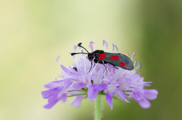 red-banded burnet zygaena sarpedon in close view on scabiosa