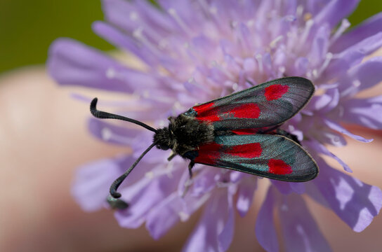 red-banded burnet zygaena sarpedon in close view on scabiosa