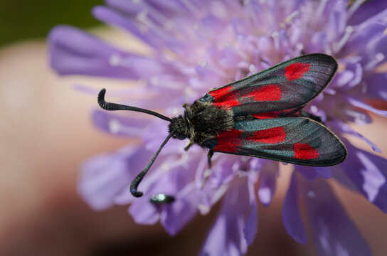 red-banded burnet zygaena sarpedon in close view on scabiosa