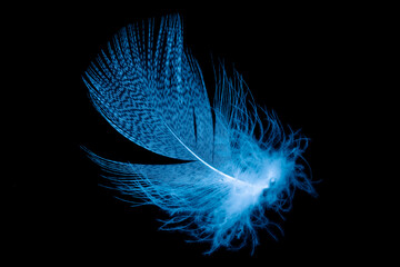 < Mixed >blue feathers on a black isolated background