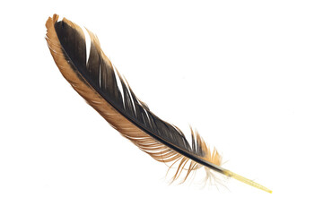 black and brown feathers of a rooster on a white isolated background