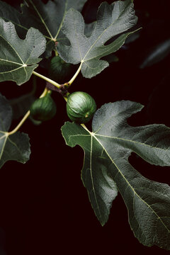 two figs on a fig tree surrounded by fig leaves