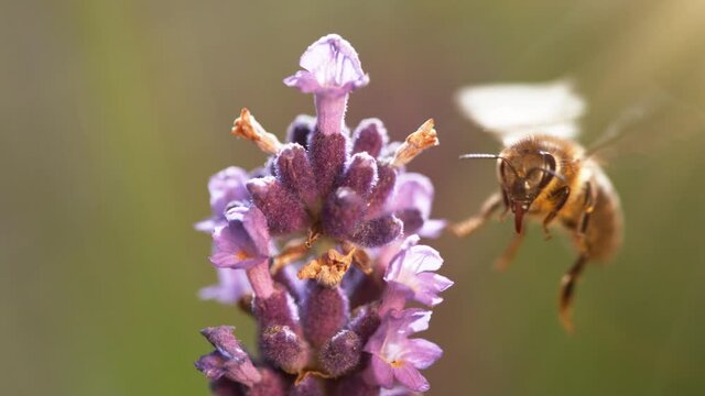Flying bee gathering pollen from lavender blossoms. Filmed on high speed cinema camera, 1000fps.
