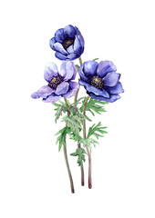 Purple anemone flowers on a stem with green leaves, delicate petals. Hand drawn watercolor painting on white background for design of cards, print, wedding invitations, banner, packaging.