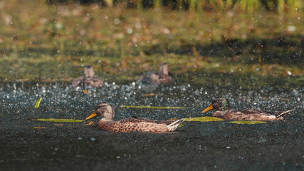 ducks on the ground