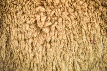 Peruvian alpaca fiber texture