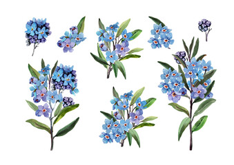 Blooming branches of blue forget-me-nots with leaves on the stem. Bouquets of wild flowers in a set of isolated elements. Hand drawn watercolor painting on white background for cards, invitations.