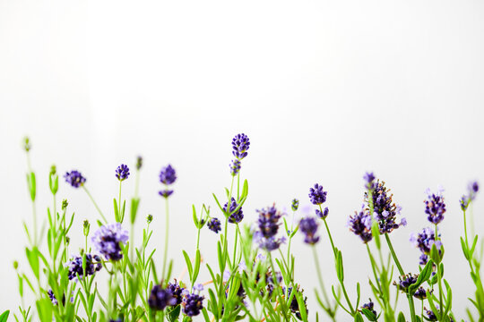 Detail image of the tops of lavender plants against a bright wall.