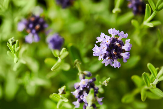 Very close detail image of a lavender plant with focus on a fresh flower.