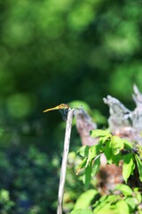 dragonfly on a grass