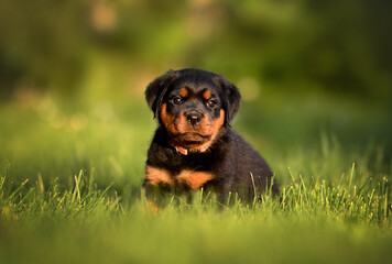 beautiful rottweiler puppy sitting on grass in summer