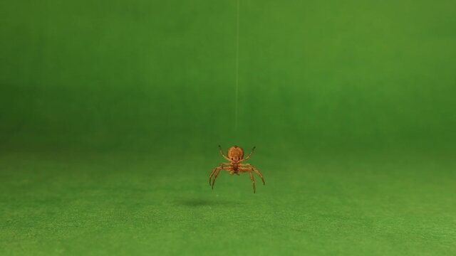 Crab spider hanging on its silk on a green background..
Spider hanging by a thread isolated.
It's also called flower crab spider.
 insects, insect.
bug, bugs.
animal, animals.
wildlife, wild nature