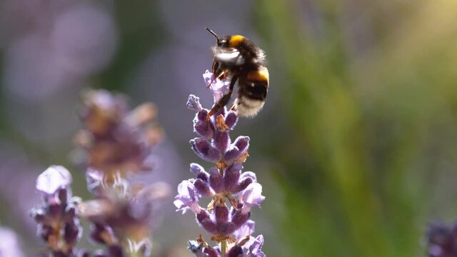 Flying bumble-bee gathering pollen from lavender blossoms. Filmed on high speed cinema camera, 1000fps.