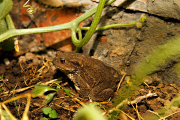 Gray toad with warts among green plants in greenhouse