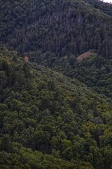 forest in the mountains