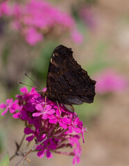 Admiral butterfly black wings on pink flower