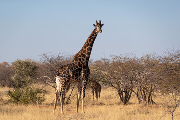 A giraffe on the african savannah.