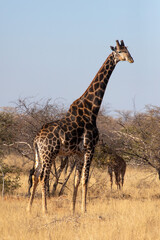 A giraffe in south africa.