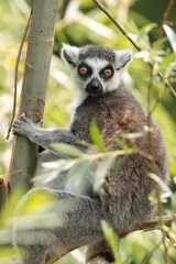 ring lemur